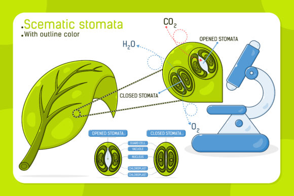 Schematic Stomata Graphics & Infographics Review